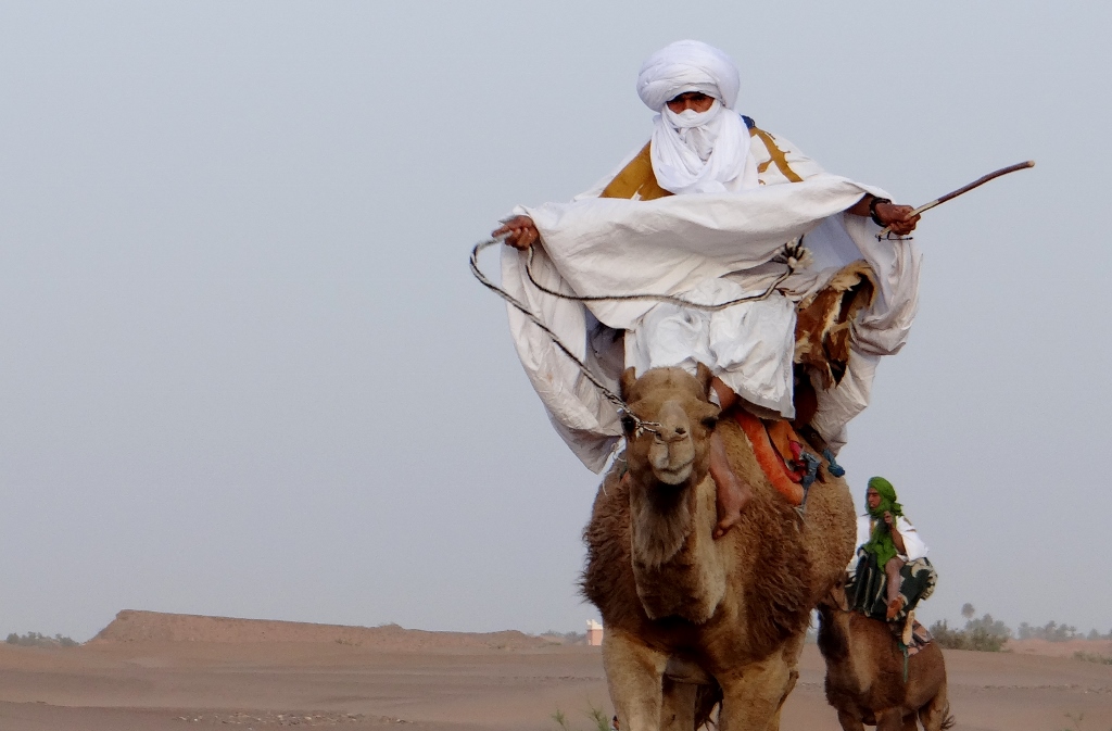 الهجن في المغرب العربي .. موروث أصيل يتحول إلى رافعة تنموية وسياحية