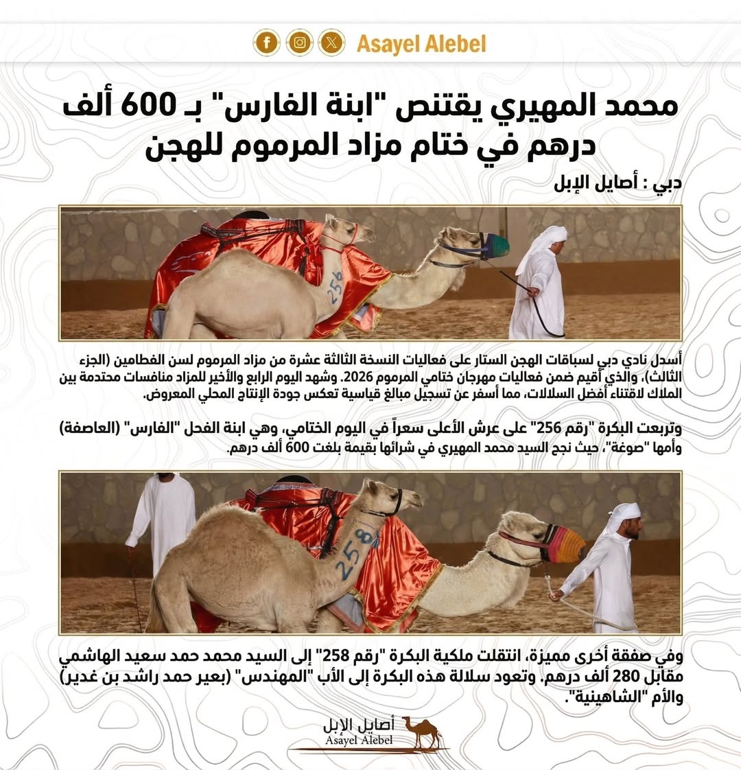 محمد المهيري يقتنص "ابنة الفارس" بـ 600 ألف درهم في ختام مزاد المرموم للهجن