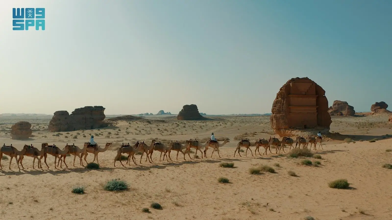 الإبل.. قصة وفاء رافقت الإنسان في الماضي والحاضر