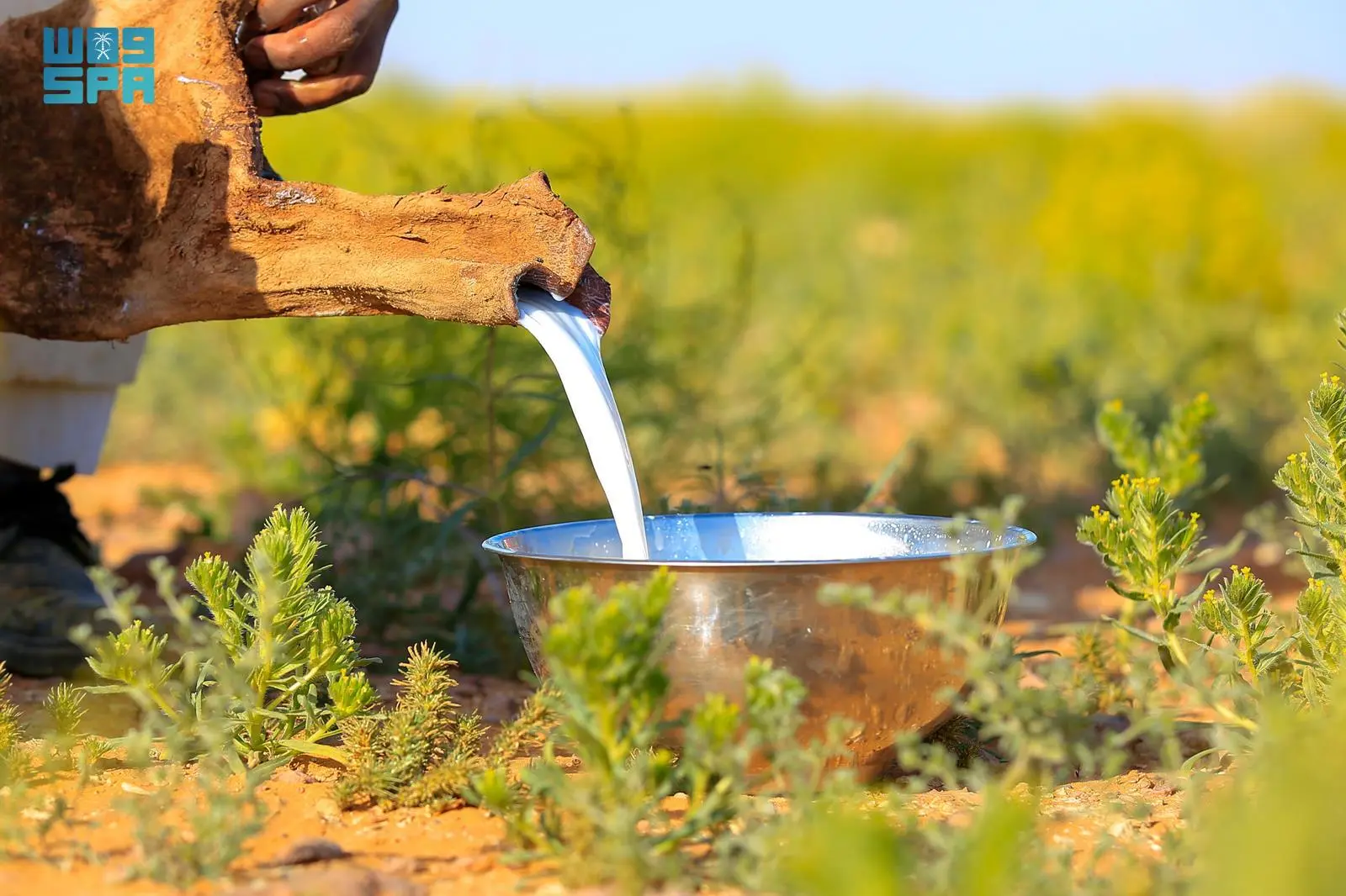 حليب الإبل.. مشروب الربيع في الحدود الشمالية