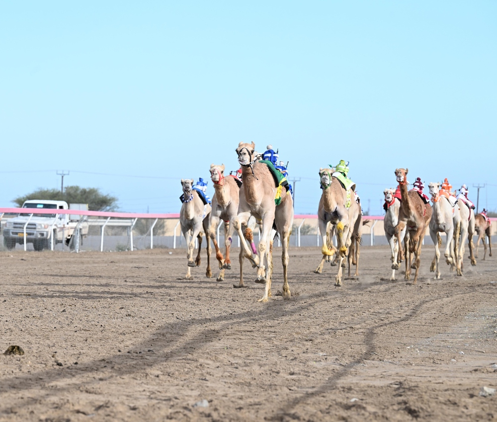 انطلاق منافسات مهرجان كأس جلالة السلطان المعظم للهجن