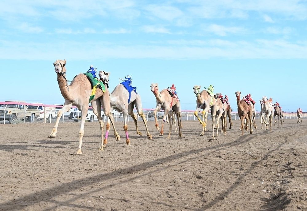 سلطنة عمان : تكريمُ الفائزين في سباق الهجن بولاية هيماء