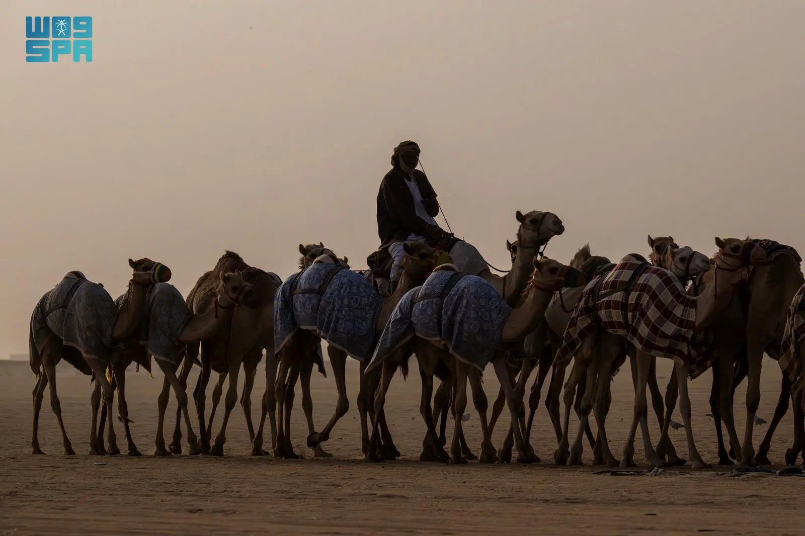 تضمير الهجن بنجران.. تأهيل بدني وصحي لخوض السباقات
