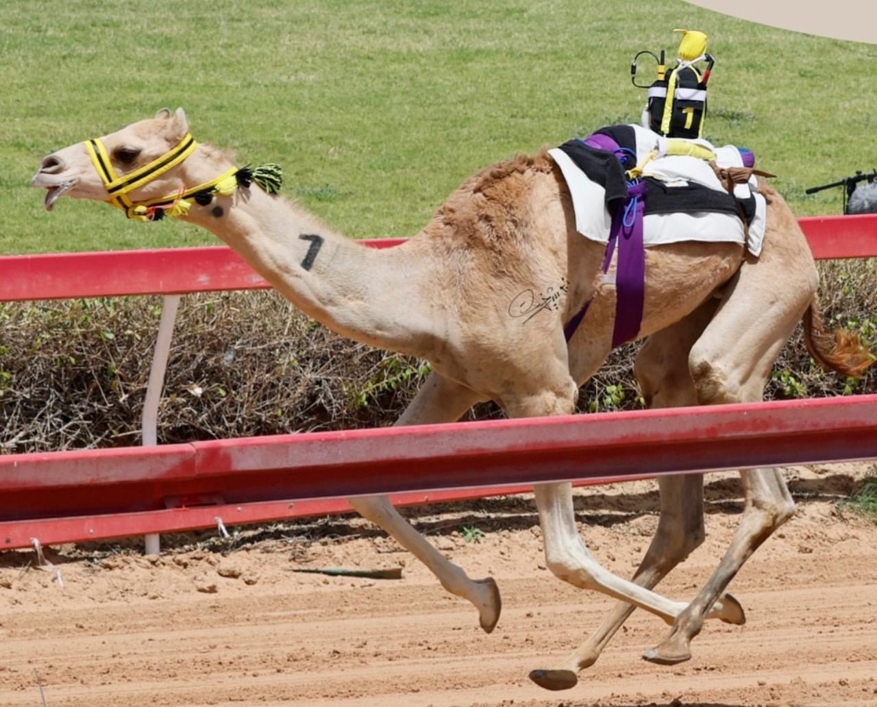 نتائج تسعيرة هجن بن حماد للفطامين 2026 - ميدان الذيد