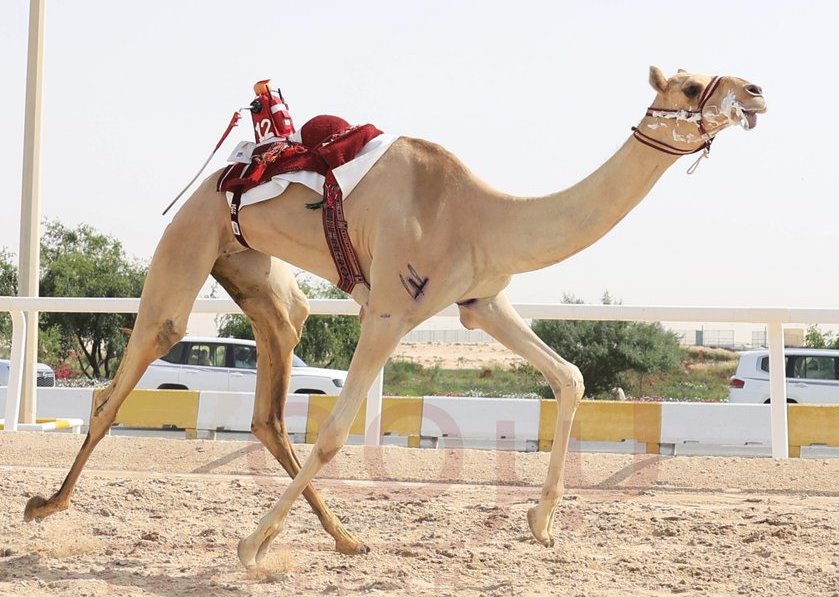 بزمن قياسي لـ "حفلة".. انطلاق منافسات الحقايق في ختامي مهرجان سمو أمير قطر