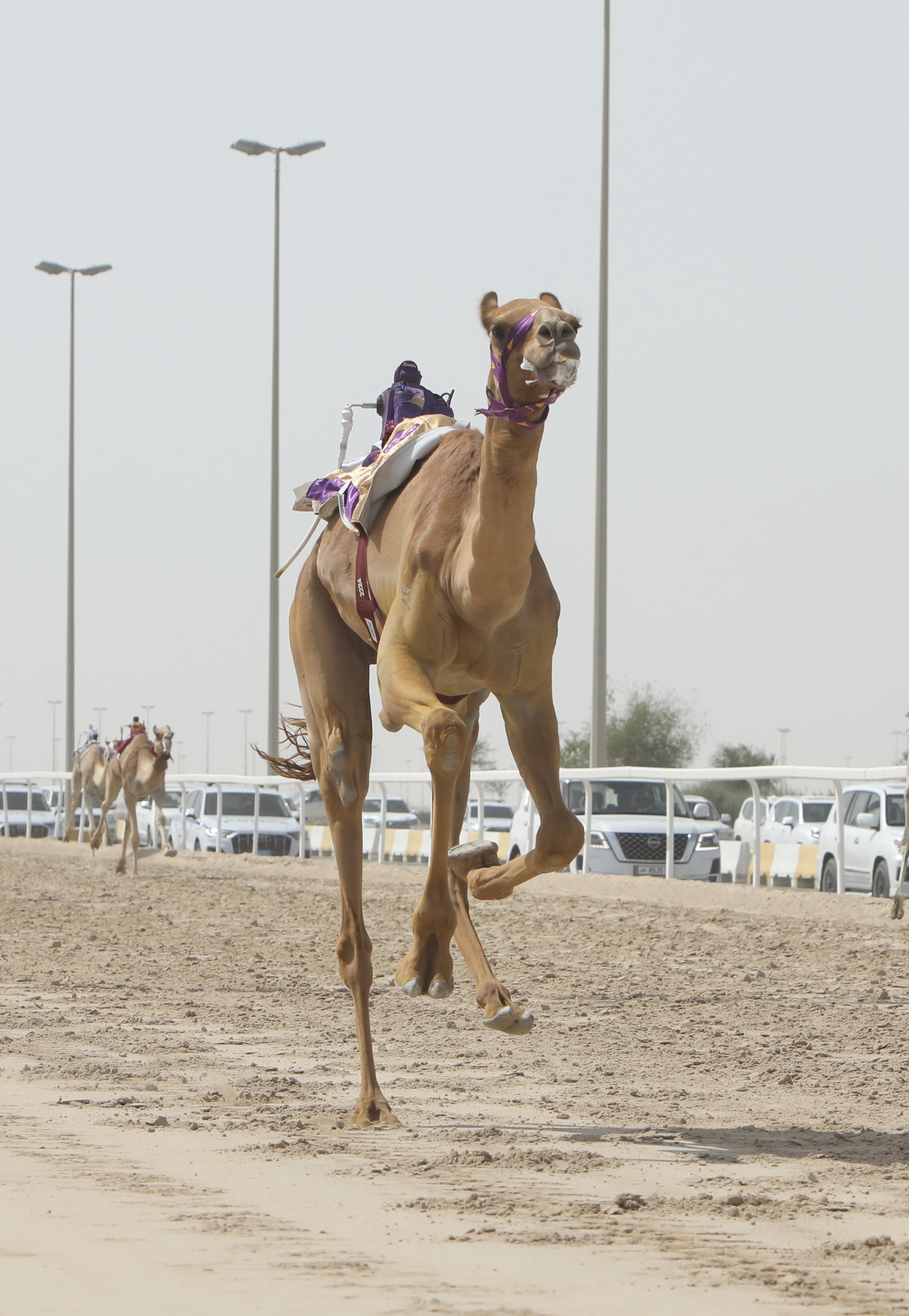 شقرا والأبجر يخطفان الرموز.. إثارة قوية في الفترة المسائية لختامي الشحانية 2026