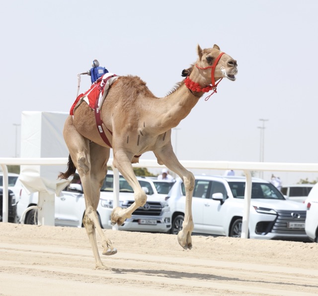 الخييلي والكتبي والعامري والشامسي يتوّجون برموز الإيذاع في ختام مهرجان أمير قطر 2026