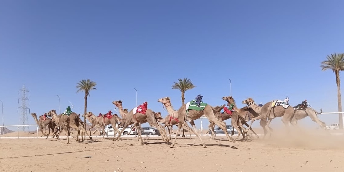 انطلاق فعاليات مهرجان سباق الهجن بشرم الشيخ